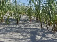 Hus Luettje Eiland Inselbilder 001